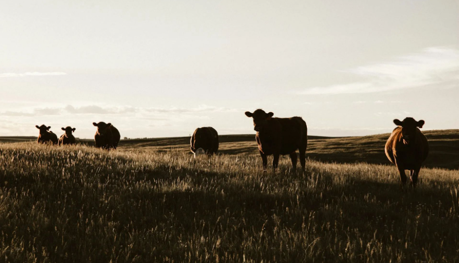 Cows in a field